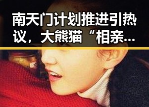 南天门计划推进引热议，大熊猫“相亲”背后隐藏的秘密曝光